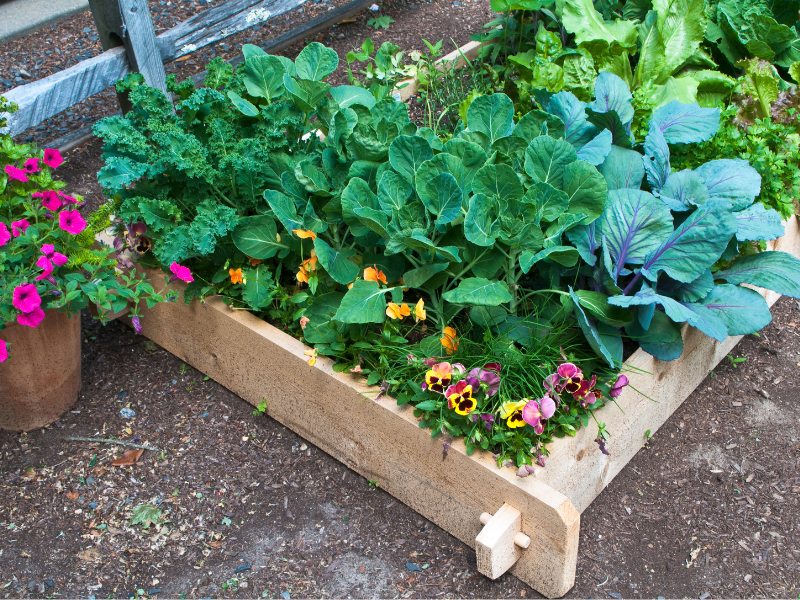 Raised garden beds with vegetables